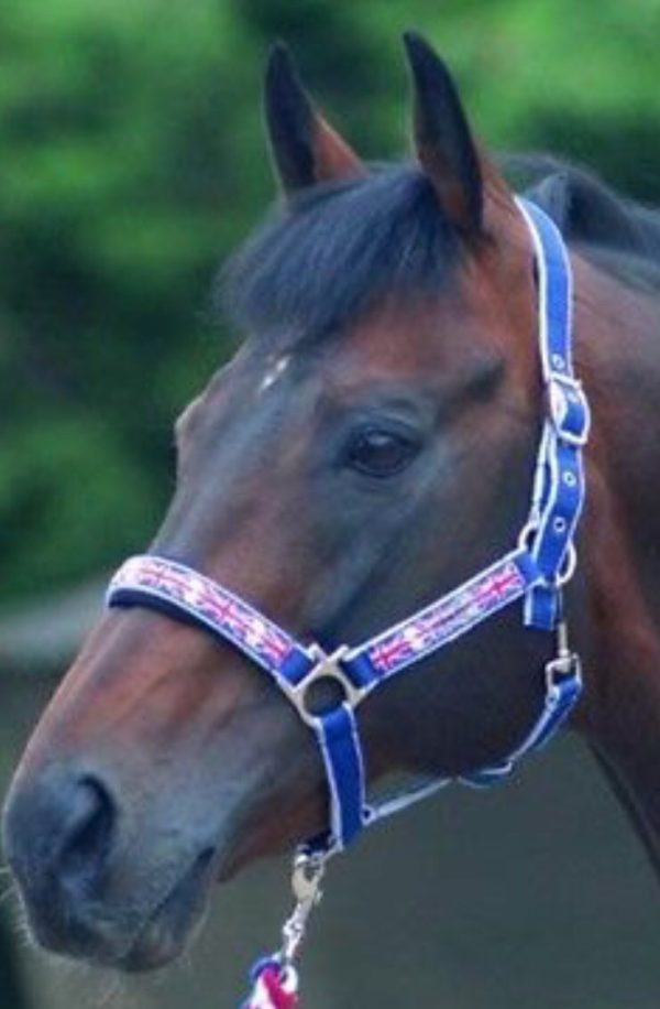 cottage craft union jack headcollar and lead rope